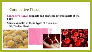ConnectiveTissue
• Connective Tissue: supports and connects different parts of the
body
• Some examples of these types of tissue are:
• Fat,Tendon, Blood
 