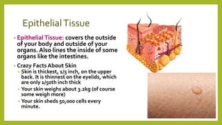 EpithelialTissue
• Epithelial Tissue: covers the outside
of your body and outside of your
organs. Also lines the inside of some
organs like the intestines.
• Crazy Facts About Skin
• Skin is thickest, 1/5 inch, on the upper
back. It is thinnest on the eyelids, which
are only 1/50th inch thick
• Your skin weighs about 3.2kg (of course
some weigh more)
• Your skin sheds 50,000 cells every
minute.
 