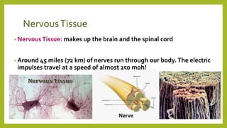 NervousTissue
• NervousTissue: makes up the brain and the spinal cord
• Around 45 miles (72 km) of nerves run through our body.The electric
impulses travel at a speed of almost 250 mph!
 