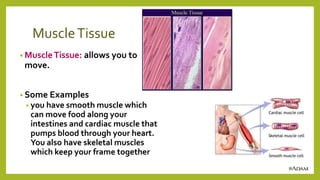 MuscleTissue
• MuscleTissue: allows you to
move.
• Some Examples
• you have smooth muscle which
can move food along your
intestines and cardiac muscle that
pumps blood through your heart.
You also have skeletal muscles
which keep your frame together
 