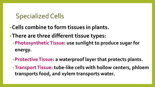 Specialized Cells
•Cells combine to form tissues in plants.
•There are three different tissue types:
•PhotosyntheticTissue: use sunlight to produce sugar for
energy.
•ProtectiveTissue: a waterproof layer that protects plants.
•TransportTissue: tube-like cells with hollow centers, phloem
transports food, and xylem transports water.
 