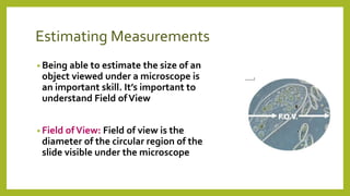 Estimating Measurements
• Being able to estimate the size of an
object viewed under a microscope is
an important skill. It’s important to
understand Field ofView
• Field ofView: Field of view is the
diameter of the circular region of the
slide visible under the microscope
 