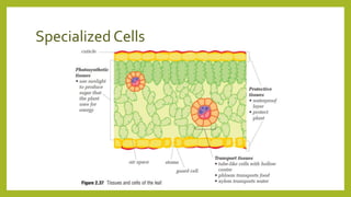 Specialized Cells
 