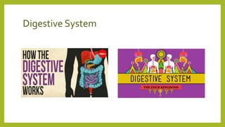 Digestive System
 