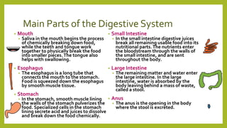 Main Parts of the Digestive System
• Mouth
• Saliva in the mouth begins the process
of chemically breaking down food,
while the teeth and tongue work
together to physically break the food
into smaller pieces.The tongue also
helps with swallowing.
• Esophagus
• The esophagus is a long tube that
connects the mouth to the stomach.
Food is squeezed down the esophagus
by smooth muscle tissue.
• Stomach
• In the stomach, smooth muscle lining
the walls of the stomach pulverizes the
food. Specialized cells in the stomach
lining secrete acid and juices to dissolve
and break down the food chemically.
• Small Intestine
• In the small intestine digestive juices
break all remaining usable food into its
nutritional parts.The nutrients enter
the bloodstream through the walls of
the small intestine, and are sent
throughout the body.
• Large Intestine
• The remaining matter and water enter
the large intestine. In the large
intestine, water is absorbed by the
body leaving behind a mass of waste,
called a stool.
• Anus
• The anus is the opening in the body
where the stool is excreted.
 