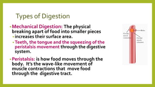 Types of Digestion
•Mechanical Digestion: The physical
breaking apart of food into smaller pieces
• increases their surface area.
• Teeth, the tongue and the squeezing of the
peristalsis movement through the digestive
system.
•Peristalsis: is how food moves through the
body. It’s the wave-like movement of
muscle contractions that move food
through the digestive tract.
 
