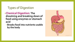 Types of Digestion
•Chemical Digestion: The
dissolving and breaking down of
food using enzymes or stomach
acid
•Breaks food into nutrients usable
by the body
 