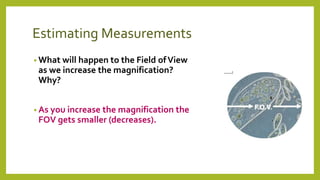 Estimating Measurements
• What will happen to the Field ofView
as we increase the magnification?
Why?
• As you increase the magnification the
FOV gets smaller (decreases).
 