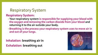Respiratory System
Respiratory System:
• Your respiratory system is responsible for supplying your blood with
the oxygen and removing the carbon dioxide from your blood and
returning it to the air outside your body.
• Breathing is the process your respiratory system uses to move air in
and out of your lungs.
Inhalation: breathing air in
Exhalation: breathing out
 