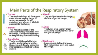 Main Parts of the Respiratory System
• Trachea
• The trachea brings air from your
mouth/nose to your lungs. It
serves as passage for air,
moistens and warms it while it
passes into the lungs.
• Bronchi
• Two main branches of the
airway (trachea) that lead into
the lungs. Lined with cartilage
to keep airway from collapsing.
• Bronchioles
• The bronchi then divide into
smaller and smaller branches
(bronchioles), finally becoming
microscopic connecting to tiny
alveoli.
• Alveoli
• Tiny air-filled sacs in the lungs;
the site of gas exchange.
• Lungs
• The lungs are a spongy organ
containing structures that carry
out gas exchange.
• Diaphragm
• Large muscle below the lungs
that helps move air in and out of
the lungs.
 