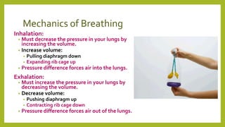 Mechanics of Breathing
Inhalation:
• Must decrease the pressure in your lungs by
increasing the volume.
• Increase volume:
• Pulling diaphragm down
• Expanding rib cage up
• Pressure difference forces air into the lungs.
Exhalation:
• Must increase the pressure in your lungs by
decreasing the volume.
• Decrease volume:
• Pushing diaphragm up
• Contracting rib cage down
• Pressure difference forces air out of the lungs.
 