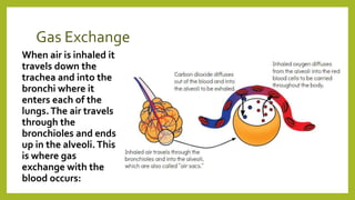 Gas Exchange
When air is inhaled it
travels down the
trachea and into the
bronchi where it
enters each of the
lungs.The air travels
through the
bronchioles and ends
up in the alveoli. This
is where gas
exchange with the
blood occurs:
 