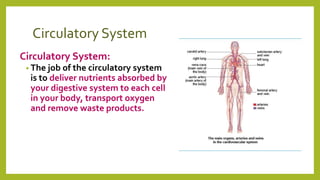 Circulatory System
Circulatory System:
• The job of the circulatory system
is to deliver nutrients absorbed by
your digestive system to each cell
in your body, transport oxygen
and remove waste products.
 