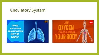 Circulatory System
 