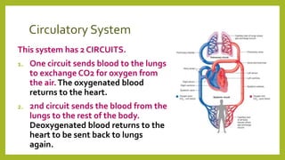 Circulatory System
This system has 2 CIRCUITS.
1. One circuit sends blood to the lungs
to exchange CO2 for oxygen from
the air.The oxygenated blood
returns to the heart.
2. 2nd circuit sends the blood from the
lungs to the rest of the body.
Deoxygenated blood returns to the
heart to be sent back to lungs
again.
 