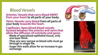 BloodVessels
Arteries:Vessels that carry blood AWAY
from your heart to all parts of your body.
Veins:Vessels carry blood from all parts of
your body towards the heart.
Capillaries: Specialized blood vessels
located between the arteries and veins that
allow the diffusion of nutrients and gases.
• Made of specialized epithelial tissue, only
one layer thick.
• They are very narrow so blood cells must go
through in single file.
• Super thin walls allow for an increase in gas
exchange.
 
