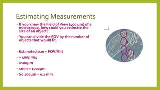 Estimating Measurements
• If you knew the Field ofView (400 μm) of a
microscope, how could you estimate the
size of an object?
• You can divide the FOV by the number of
objects that would fit.
• Estimated size = FOV/#fit
• = 400μm/4
• =100μm
• 1mm = 1000μm
• So 100μm = 0.1 mm
 