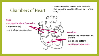 Chambers of Heart
Atria
• receive the blood from veins
• are on the top
• send blood to a ventricle
Ventricles
• receive the blood from an
atrium
• are on the bottom
• send blood to arteries
The heart is made up for 4 main chambers
that pump the blood to different parts of the
body.
 