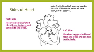 Sides of Heart
Right Side
Receives deoxygenated
blood from the body and
sends it to the lungs.
Left Side
Receives oxygenated blood
from the lungs and sends it
to the body.
Note:The Right and Left sides are based on
the point of view of the person with the
heart, not the observer.
 
