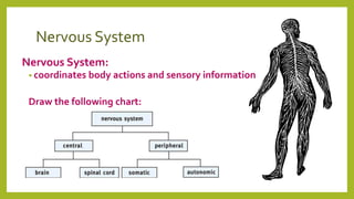 Nervous System
Nervous System:
• coordinates body actions and sensory information
Draw the following chart:
 