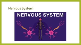 Nervous System
 