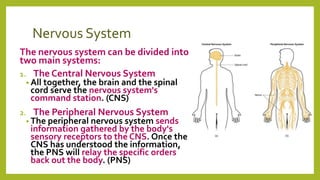 Nervous System
The nervous system can be divided into
two main systems:
1. The Central Nervous System
• All together, the brain and the spinal
cord serve the nervous system's
command station. (CNS)
2. The Peripheral Nervous System
• The peripheral nervous system sends
information gathered by the body's
sensory receptors to the CNS. Once the
CNS has understood the information,
the PNS will relay the specific orders
back out the body. (PNS)
 