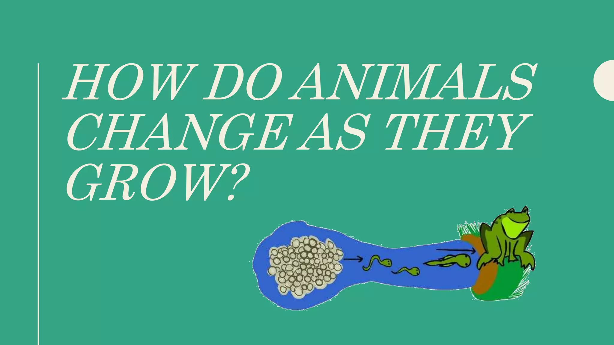 How do animals change as they grow? | PPTX