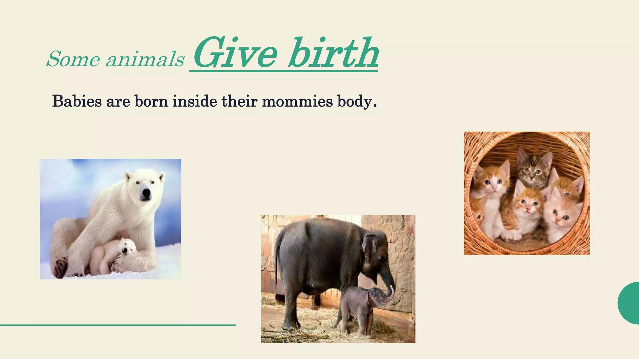 How do animals change as they grow? | PPTX