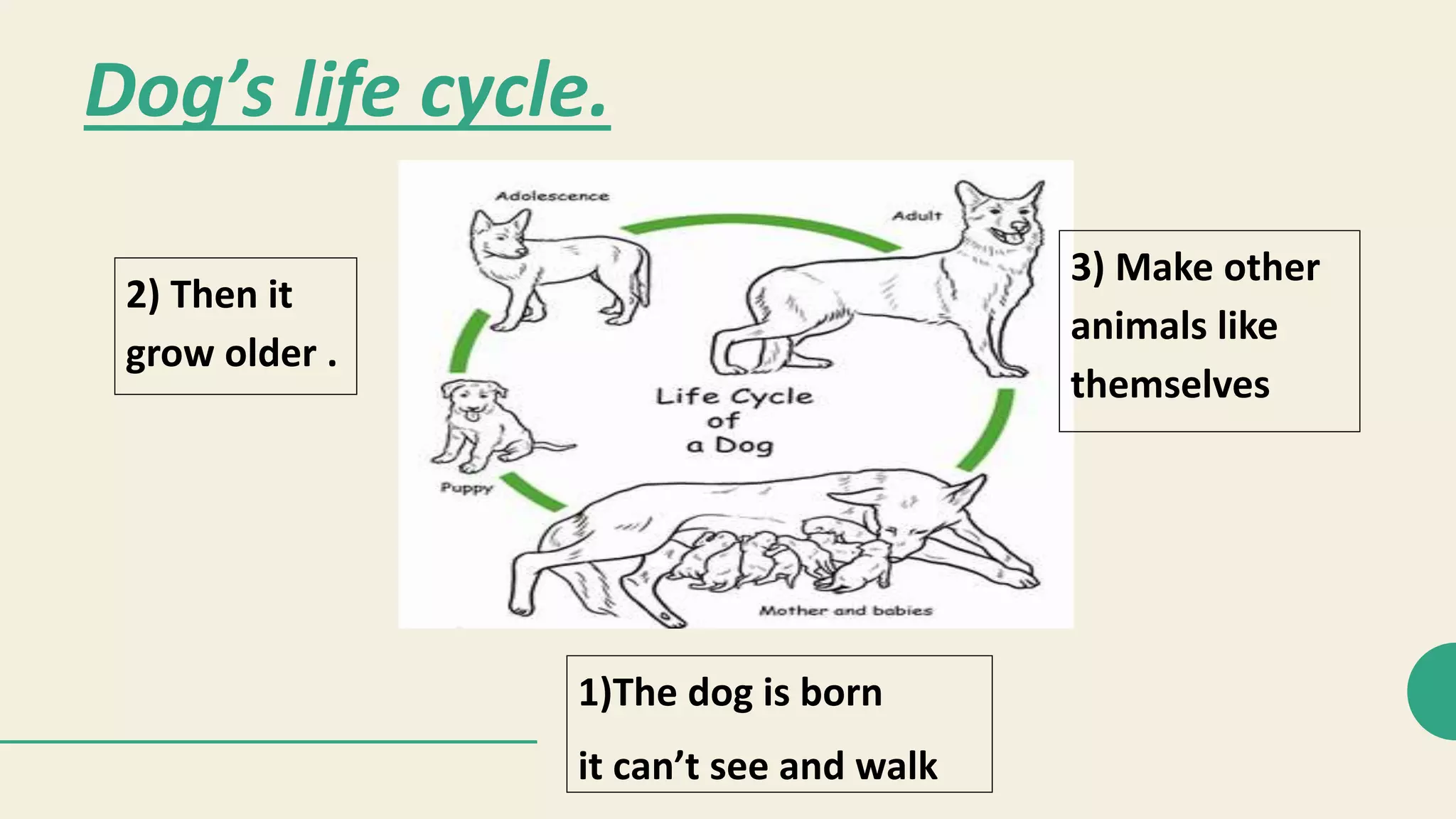 How do animals change as they grow? | PPTX