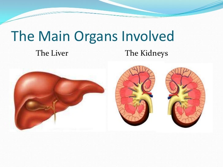 Unit b section - 3.4 excretory system
