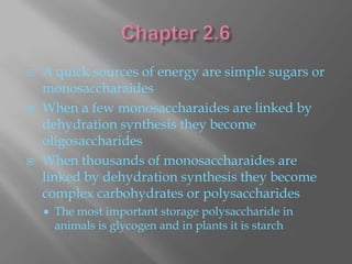    A quick sources of energy are simple sugars or
    monosaccharaides
   When a few monosaccharaides are linked by
    dehydration synthesis they become
    oligosaccharides
   When thousands of monosaccharaides are
    linked by dehydration synthesis they become
    complex carbohydrates or polysaccharides
       The most important storage polysaccharide in
        animals is glycogen and in plants it is starch
 