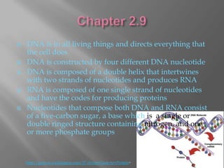    DNA is in all living things and directs everything that
    the cell does
   DNA is constructed by four different DNA nucleotide
   DNA is composed of a double helix that intertwines
    with two strands of nucleotides and produces RNA
   RNA is composed of one single strand of nucleotides
    and have the codes for producing proteins
   Nucleotides that compose both DNA and RNA consist
    of a five-carbon sugar, a base which is a single or
    double ringed structure containing nitrogen, and one
    or more phosphate groups


    http://gene-tics.wikispaces.com/17.+From+Gene+to+Protein+
 