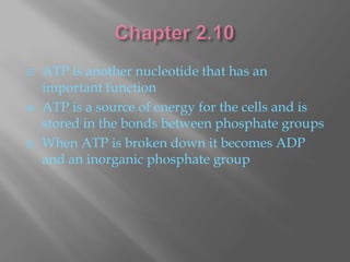    ATP is another nucleotide that has an
    important function
   ATP is a source of energy for the cells and is
    stored in the bonds between phosphate groups
   When ATP is broken down it becomes ADP
    and an inorganic phosphate group
 