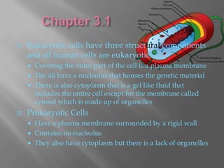    Eukaryotic cells have three structural components
    and all human cells are eukaryotic
     Covering the outer part of the cell is a plasma membrane
     The all have a nucleolus that houses the genetic material
     There is also cytoplasm that is a gel like fluid that
      includes the entire cell except for the membrane called
      cytosol which is made up of organelles
   Prokaryotic Cells
     Have a plasma membrane surrounded by a rigid wall
     Contains no nucleolus
     They also have cytoplasm but there is a lack of organelles
 