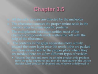    All the cells actions are directed by the nucleolus
   The ribosomes connect the proper amino acids in the
    correct order to create specific proteins
   The endoplasmic reticulum unifies most of the
    chemical compounds made within the cell with the
    help of the ribosomes
    The contents in the golgi apparatus move slowly
    toward the outer layer once the reach it the are packed
    into vesicles and sent to the proper place where they
    are needed there are a few different types of vesicles
       Vesicles that ship and store the cellular product only product
        from the golgi apparatus and then the membrane of the vesicle
        decides what product is obtained and where it is delivered to
 