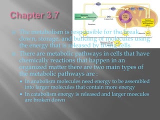    The metabolism is responsible for the break
    down, storage, and building of molecules using
    the energy that is released by living cells
   There are metabolic pathways in cells that have
    chemically reactions that happen in an
    organized matter there are two main types of
    the metabolic pathways are :
       In anabolism molecules need energy to be assembled
        into larger molecules that contain more energy
       In catabolism energy is released and larger moecules
        are broken down
 