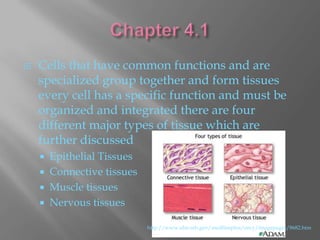    Cells that have common functions and are
    specialized group together and form tissues
    every cell has a specific function and must be
    organized and integrated there are four
    different major types of tissue which are
    further discussed
       Epithelial Tissues
       Connective tissues
       Muscle tissues
       Nervous tissues

                             http://www.nlm.nih.gov/medlineplus/ency/imagepages/8682.htm
 