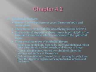    Epithelial tissues
     Sheets of cells that form to cover the entire body and
      create glans
     These tissues protect all the underlying tissues below it
     The structural support of these tissues is provided by the
      basement membrane which is underneath the epithelial
      tissue
     There are three types of epithelial tissues
         Squamous epithelium, formed by layer(s) of flattened cells it
          lines the outer skin, blood vessels, and air sacs of lungs
         Cuboidal epithelium, formed by cubical cells lines the
          kidneys and surface of the ovaries
         Columnar epithelium, formed by tall rectangular cells lines
          most the digestive organs, some reproductive organs, and
          the larynx
 
