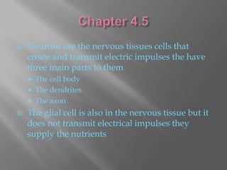   Neurons are the nervous tissues cells that
    create and transmit electric impulses the have
    three main parts to them
     The cell body
     The dendrites
     The axon

   The glial cell is also in the nervous tissue but it
    does not transmit electrical impulses they
    supply the nutrients
 