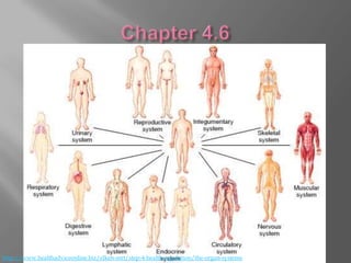 http://www.healthadviceonline.biz/elken-mrt/step-4-health-regulation/the-organ-systems
 