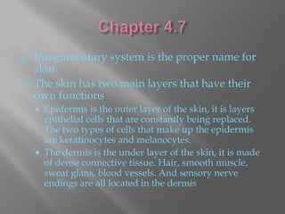    Integumentary system is the proper name for
    skin
   The skin has two main layers that have their
    own functions
       Epidermis is the outer layer of the skin, it is layers
        epithelial cells that are constantly being replaced.
        The two types of cells that make up the epidermis
        are keratinocytes and melanocytes.
       The dermis is the under layer of the skin, it is made
        of dense connective tissue. Hair, smooth muscle,
        sweat glans, blood vessels. And sensory nerve
        endings are all located in the dermis
 