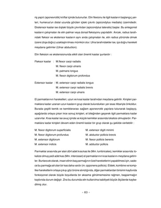 riş yapılı (aponevrotik) kılıflar içinde bulunurlar. Elin flexionu ile ilgili kasların başlangıç yer-
leri, humerus'un distal ucunda görülen içteki çıkıntı (apicondylus medialis) üzerindedir.
Ekstensor kaslar ise dıştaki büyük çıkıntıdan (epicondylus lateralis) başlar. Bu antegonist
kasların çalışmaları ile elin palmar veya dorsal fleksiyonu yapılabilir. Ancak, radius tarafı-
ndaki fleksor ve ekstensor kasların aynı anda çalışmaları ile, elin radius yönünde olmak
üzere (dışa doğru) uzaklaştırılması mümkün olur. Ulna tarafındakiler ise, içe doğru hareketi
meydana getirirler (Ulnar abduction).

Elin fleksion ve ekstensionunda etkili olan önemli kaslar şunlardır :

Fleksor kaslar : M.flexor carpi radialis
                     M. flexor carpi ulnaris
                     M. palmaris longus
                     M. flexor digitorum profondus

Extensor kaslar : M. extensor carpi radialis longus
                     M. extensor carpi radialis brevis
                     M. extensor carpi ulnaris

El parmaklarının hareketleri, uzun ve kısa kaslar tarafından meydana getirilir. Kirişleri par-
maklara kadar uzanan uzun kasların grup olarak bulundukları yer esas itibariyle önkoldur.
Burada çeşitli kemik ve kemiklerarası sağlam aponevrotik yapılara tutunarak başlayıp,
aşağılarda ortaya çıkan ince sonuç kirişleri, el bileğinden geçerek ilgili parmaklara kadar
uzanırlar. Kısa kaslar ise avuç içinde ve küçük kemikler arasında lokalize olmuşlardır. Par-
maklara kadar kirişleri devam eden önemli kaslar bir grup olarak şu şekilde verilebilir :

M. flexor digitorum superficialis                 M. extensor digiti minimi
M. flexor digitorum profundus                     M. abductor pollicis brevis
M. extensor digitorum                             M. flexor pollicis berevis
M. extensor indicis                               M. adductor pollicis

Parmaklar arasında yer alan dört adet kısa kas ile (Mm. lumbricales), kemikler arasında lo-
kalize olmuş yedi adet kas (Mm. interossei) el parmaklarının kısa kaslarını meydana getirir-
ler. Bunlara ek olarak, insan elinin baş parmağının özel hareketlerini yapabilmesi için, sade-
ce bu parmağa ait olan bir kas daha vardır (m. opponens pollicis). Eldeki, kombine ve komp-
like hareketlerin ortaya çıkışı göz önüne alındığında, diğer parmaklardan birisinin kaybında
fonksiyonel olarak büyük boyutlarda bir aksama görülmemesine rağmen, başparmağın
kaybında durum değişir. Zira bu durumda elin kullanılma kabiliyeti büyük ölçülerde kaybe-
dilmiş olur.


                                               - 83 -
 