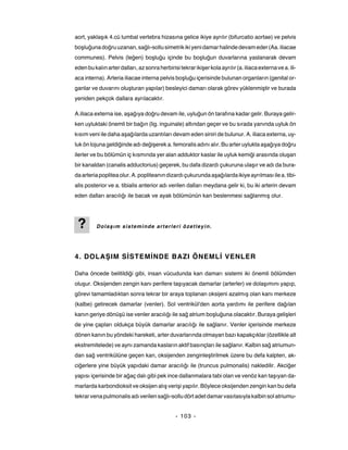 aort, yaklaşık 4.cü lumbal vertebra hizasına gelice ikiye ayrılır (bifurcatio aortae) ve pelvis
boşluğuna doğru uzanan, sağlı-sollu simetrik iki yeni damar halinde devam eder (Aa. iliacae
communes). Pelvis (leğen) boşluğu içinde bu boşluğun duvarlarına yaslanarak devam
eden bu kalın arter dalları, az sonra herbirisi tekrar ikişer kola ayrılır (a. iliaca externa ve a. ili-
aca interna). Arteria iliacae interna pelvis boşluğu içerisinde bulunan organların (genital or-
ganlar ve duvarını oluşturan yapılar) besleyici damarı olarak görev yüklenmiştir ve burada
yeniden pekçok dallara ayrılacaktır.

A.iliaca externa ise, aşağıya doğru devam ile, uyluğun ön tarafına kadar gelir. Buraya gelir-
ken uyluktaki önemli bir bağın (lig. inguinale) altından geçer ve bu sırada yanında uyluk ön
kısım veni ile daha aşağılarda uzantıları devam eden siniri de bulunur. A. iliaca externa, uy-
luk ön lojuna geldiğinde adı değişerek a. femoralis adını alır. Bu arter uylukta aşağıya doğru
ilerler ve bu bölümün iç kısmında yer alan adduktor kaslar ile uyluk kemiği arasında oluşan
bir kanaldan (canalis adductorius) geçerek, bu dafa dizardı çukuruna ulaşır ve adı da bura-
da arteria poplitea olur. A. popliteanın dizardı çukurunda aşağılarda ikiye ayrılması ile a. tibi-
alis posterior ve a. tibialis anterior adı verilen dalları meydana gelir ki, bu iki arterin devam
eden dalları aracılığı ile bacak ve ayak bölümünün kan beslenmesi sağlanmış olur.




 ?        Dolaşım sisteminde arterleri özetleyin.




4. DOLAŞIM SİSTEMİNDE BAZI ÖNEMLİ VENLER

Daha öncede belitildiği gibi, insan vücudunda kan damarı sistemi iki önemli bölümden
oluşur. Oksijenden zengin kanı perifere taşıyacak damarlar (arterler) ve dolaşımını yapıp,
görevi tamamladıktan sonra tekrar bir araya toplanan oksijeni azalmış olan kanı merkeze
(kalbe) getirecek damarlar (venler). Sol ventrikül'den aorta yardımı ile perifere dağılan
kanın geriye dönüşü ise venler aracılığı ile sağ atrium boşluğuna olacaktır. Buraya gelişleri
de yine çapları oldukça büyük damarlar aracılığı ile sağlanır. Venler içerisinde merkeze
dönen kanın bu yöndeki hareketi, arter duvarlarında olmayan bazı kapakçıklar (özellikle alt
ekstremitelede) ve aynı zamanda kasların aktif basınçları ile sağlanır. Kalbin sağ atriumun-
dan sağ ventrikülüne geçen kan, oksijenden zenginleştirilmek üzere bu defa kalpten, ak-
ciğerlere yine büyük yapıdaki damar aracılığı ile (truncus pulmonalis) nakledilir. Akciğer
yapısı içerisinde bir ağaç dalı gibi pek ince dallanmalara tabi olan ve venöz kan taşıyan da-
marlarda karbondioksit ve oksijen alış verişi yapılır. Böylece oksijenden zengin kan bu defa
tekrar vena pulmonalis adı verilen sağlı-sollu dört adet damar vasıtasıyla kalbin sol atriumu-


                                               - 103 -
 