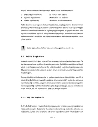 ile (bağ dokusu tabakası) ile döşenmeştir. Kalbin duvarı 3 tabakaya ayrılır:

■   Endokard (endocardium)                  : İç boşluğu örten tabaka.
■   Myokard (myocardium)                    : Kalbin esas kas tabakası.
■   Epikard (epicardium)                     : Kalbin dış yüzünü örten tabaka.

Kalbin duvarının esas yapısını oluşturan kas tabakası, kalp boşluklarının duvarlarının her-
birisinde ayrı kalınlıkta oluşum gösterir. Kalbin ön boşlukları (atrium) duvar yapılarına göre
ventrikül duvarlarından daha ince ve zayıf bir yapıya sahiptirler. Bu yapısal durumları fonk-
siyonel karakterlerine uygun bir sonuç olarak ortaya çıkmıştır. Atrium'lar daha çok kanın
toplanma alanları; ventriküller ise kalpte toplanan kanın pompalanma boşlukları olarak
görev yaparlar.




    ?    Kalp, damarlar, limfoid ve endokrin organları özetleyin.




1.2. Kalbin Boşlukları

Yukarıda belirtildiği gibi, kalp, bir ana bölme tarafından iki kısma (boşluğa) ayrılmıştır. Fa-
kat, daha sonra tekrar bir bölme ile yeniden ayrılmıştır. Bu iki bölme sanki birbirleri ile dik
yönde ve bir haç şeklinde buluşurlar. Bu bölümler değişik hacimdeki boşluklara ayrılırlar.
Böylece normal olan bütün kalplerde görülen, atrium ve ventricül adı verilen kalp odacıkları
meydana gelir.

Bu odacıklar birbirleri ile kapakçıklar ve bunların kapattıkları aralıklar (delikler) aracılığı ile
irtibatlıdırlar. Bu bölümlenmeye göre, sağ taraf atrium ve ventrikül'ü oksijenden fakir venöz
kanın toplandığı boşluklar, sol yanın atrium ve ventrikülleri ise oksijenden zenginleştirilmiş
kanın depo edildiği boşluklar olarak ortaya çıkar. Başka bir deyişle, sağ yan boşluklarında
küçük dolaşım, sol yan boşluklarında ise büyük dolaşım sağlanır.




1.2.1. Sağ Yan Boş lukları




1.2.1.1. Artrium dextrum : Sağ atrium'a yukarıdan vena cava superior, aşağıdan ve-
na cava interior açılır. Bu damarlar ile, dolaşımını tamamlamış, oksijenden fakir olan kan
kalbe döner. Ayrıca, sinüs coronarius adı verilen küçük bir havuzcuk yolu ile de bir kısım


                                              - 92 -
 