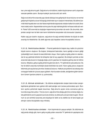 kan, yine sağ atrium'a gelir. Sağ atrium'un bir bölümü, kalbin büyük damarı aort'u dışarıdan
saracak şekilde uzanır. Buraya kulakçık (auricula atrii) adı verilir.

Sağ ve sol atrium'lar arasında yapı olarak oldukça ince gelişmiş bir duvar bulunur ve normal
gelişmiş bir kişide bu duvar iki boşluğu birbirinden ayırır (septum interatriale). Bu bölme üze-
rinde fetal hayatta iken var olan fakat erişkinlerde kapanarak ortadan kalkan bir aralık (fora-
man ovale) vardır. Kapandıktan sonra çukur bir yapı halinde görülür ve fossa ovalis adı veri-
lir. Fakat %20 oranında bu boşluğun kapanmamış durumları da vardır. Bu durumda, oksi-
jenden zengin kan ile fakir olan kanın birbirlerine karışmaları söz konusudur (siyanoz).

Kalbin sağ yan tarafını oluşturan, sağ atrium ile sağ ventrikül birbirleri ile büyük bir delik
aracılığı ile irtibatlıdırlar. Bu delik ağzında üçlü kapaklar (valva tricuspidalis) bulunur.




1.2.1.2. Ventriculus dexter : Piramid şeklinde bir boşluk olup, kalbin ön yüzünün
büyük kısmını oluşturur. Bu boşluk, fonksiyonel bakımdan, kanın geldiği ve kanın gittiği
(yükseldiği) kısım olarak iki esas bölümden oluşur. Kanın geliş ve gidiş yollarının alanları,
dar bir açı şeklinde birbirleri ile birleşirler (dar bir açı yaparlar). Bu birleşim yerinde ve ikisi
arasında kalp duvarının boşluğa doğru çıkıntı yapması ile meydana gelmiş olan bir bölme
bulunur. Böylece, geliş ve gidiş yönlerine göre kan akımı, "V" şeklinde bir yola sahip olur. Bu
her iki bölüm arasında morfolojik olarak farklılıklar da vardır. Kanın geliş yolunu oluşturan
bölümde çok sayıda kas çıkıntıları (trabecul) bulunur. Halbuki çıkış bölümü ise oldukça düz
ve kaygan halde bir iç duvar yapısı gösterir. Kan buradan süratle, akciğerlere giden damar-
ların lümeni içerisine aktarılır (a. pulmonalis).




1.2.1.3. Atrium sinistrum : Bu bölüme akciğerlerden oksijen bakımından zengin-
leştirilerek gönderilen kanı getiren dört adet akciğer veni (venae pulmonales) açılır. Bun-
ların açılma yerlerinde kapak bulunmaz. Sağ atrium'a açılan sinüs coronarius gibi bu
kısımda oluşumlar yoktur. Yine bu kısım, sağ atrium'da olduğu gibi öne ve ileriye doğru ku-
lak şeklinde bir çıkıntı yaparak (auricula sinistra), bu defa aortu sol yanından kuşatır. Sol at-
rium ve sol ventrikül arasında yine büyükçe bir delik ve bu delikte ise iki tane kapak yer
almıştır (valva bicuspidalis veya mitralis).




1.2.1.4. Ventriculus sinister : Koni biçiminde bir yapıya sahiptir. Bu bölümde da
sağ yanda olduğu gibi, kanın geliş ve gidiş yolları arasında "V" şeklinde bir yapılaşma söz


                                              - 93 -
 