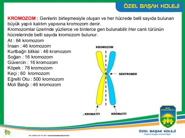 En Hizli Kromozom Nedir Kisaca 8 Sinif