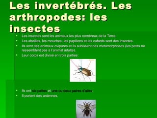 Les invertébrés. Les
arthropodes: les
insectes
    Les insectes sont les animaux les plus nombreux de la Terre.
    Les abeilles, les mouches, les papillons et les cafards sont des insectes.
    Ils sont des animaux ovipares et ils subissent des metamorphoses (les petits ne
     ressemblent pas a l’animal adulte).
    Leur corps est divisé en trois parties:




    Ils ont six pattes et une ou deux paires d’ailes.
    Il portent des antennes.
 