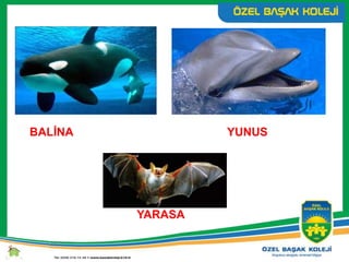 BALİNA YUNUS
YARASA
 
