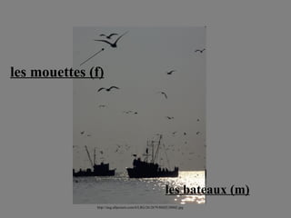 les mouettes (f) les bateaux (m) http://img.allposters.com/6/LRG/26/2679/8MZUD00Z.jpg 