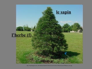 le sapin l’herbe (f) http://4.bp.blogspot.com/_Mi7AIQ22soI/SjdsVfCVIGI/AAAAAAAAExY/fSYpAuLtytk/s400/pine_trees.jpg 